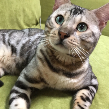 シルバーソウル-1