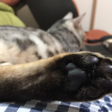 シルバーソウル-4